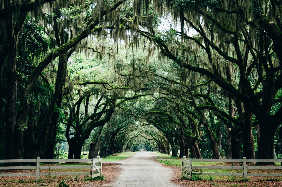 A beautiful tree-lined street with Spanish moss in Savannah's Historic District