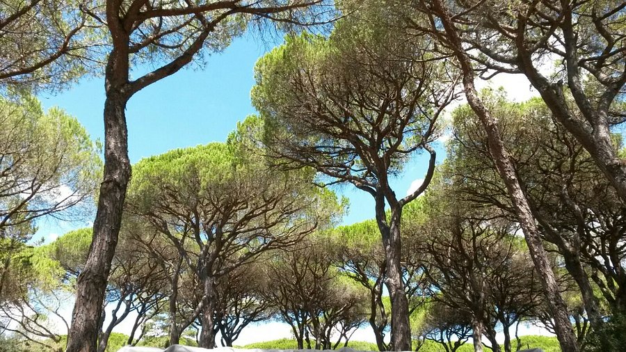 Grosseto - Airport — Grosseto - Airport campground nature