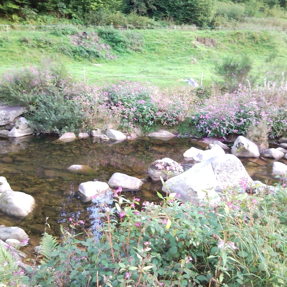Sindelfingen — Sindelfingen campground nature