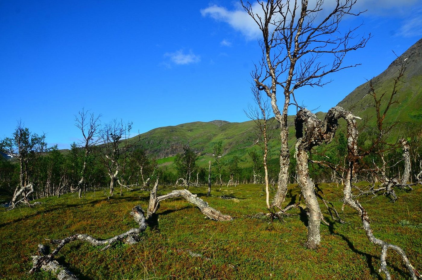 Nordkjosbotn — Nordkjosbotn campground nature