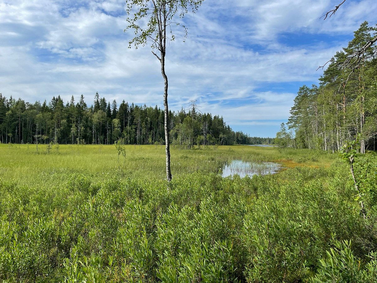 Umeå — Umeå campground nature