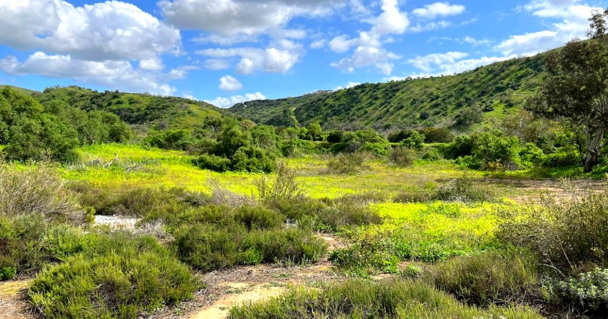 Chino — Chino campground nature