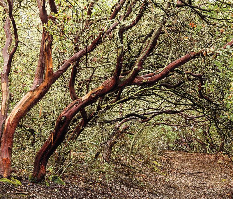 El Sobrante — El Sobrante campground nature