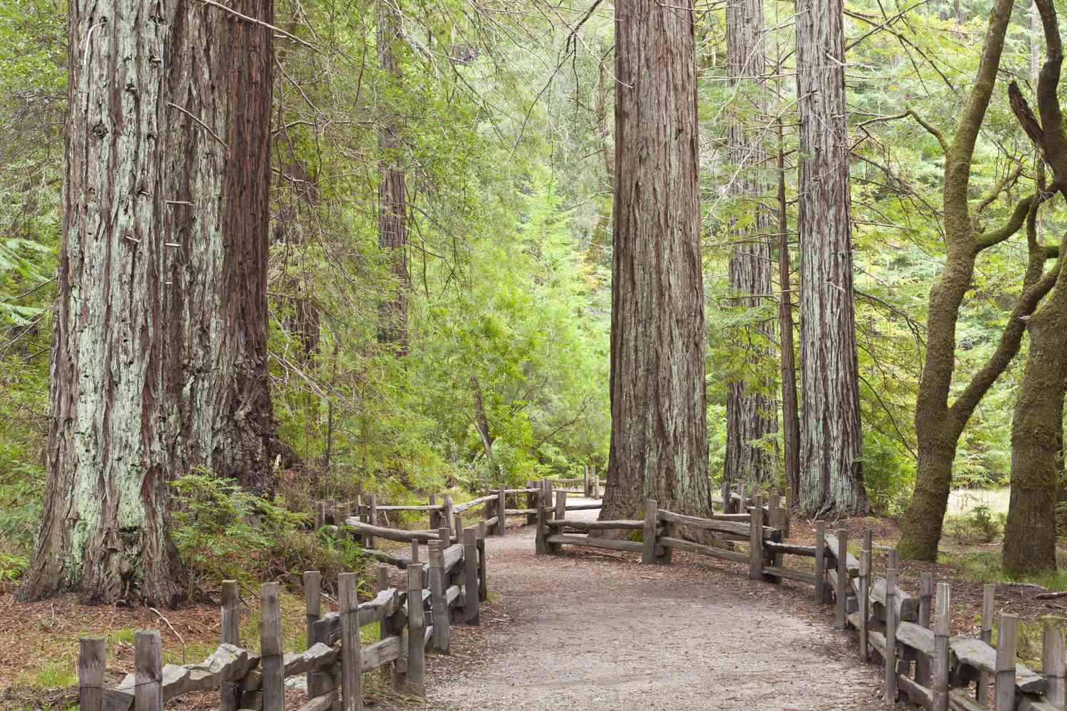 Santa Cruz — Santa Cruz campground nature