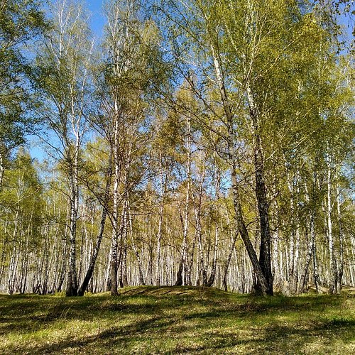 Tyumen — Tyumen campground nature