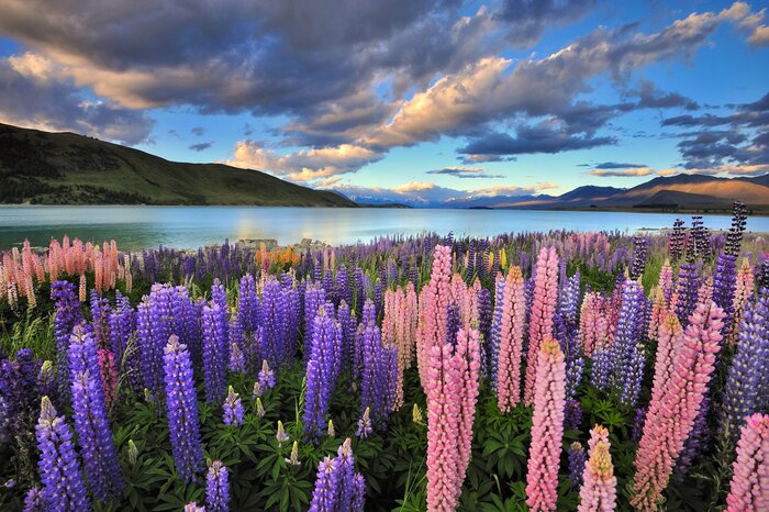 Christchurch — Christchurch scenic landscape travel