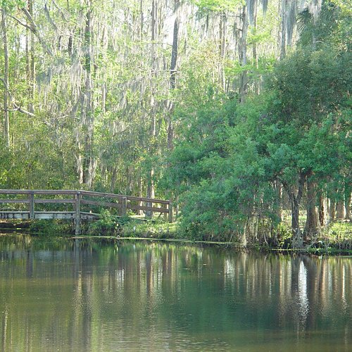 Palm Harbor — kemping w Palm Harbor natura