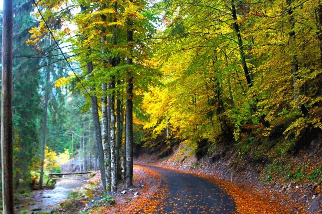 Cluj Napoca — Cluj Napoca campground nature