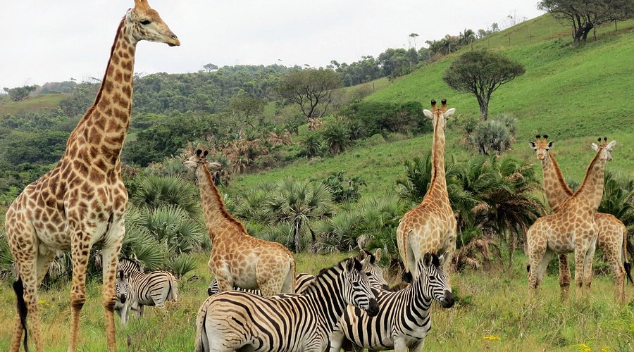 Durban - lotnisko — natura na kempingu w Durbanie