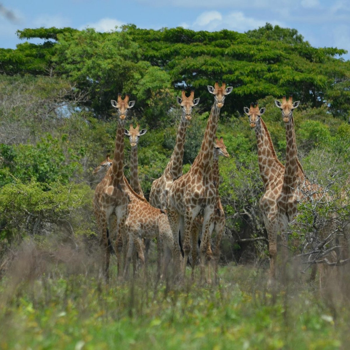 Maputo — kemping i natura w Maputo