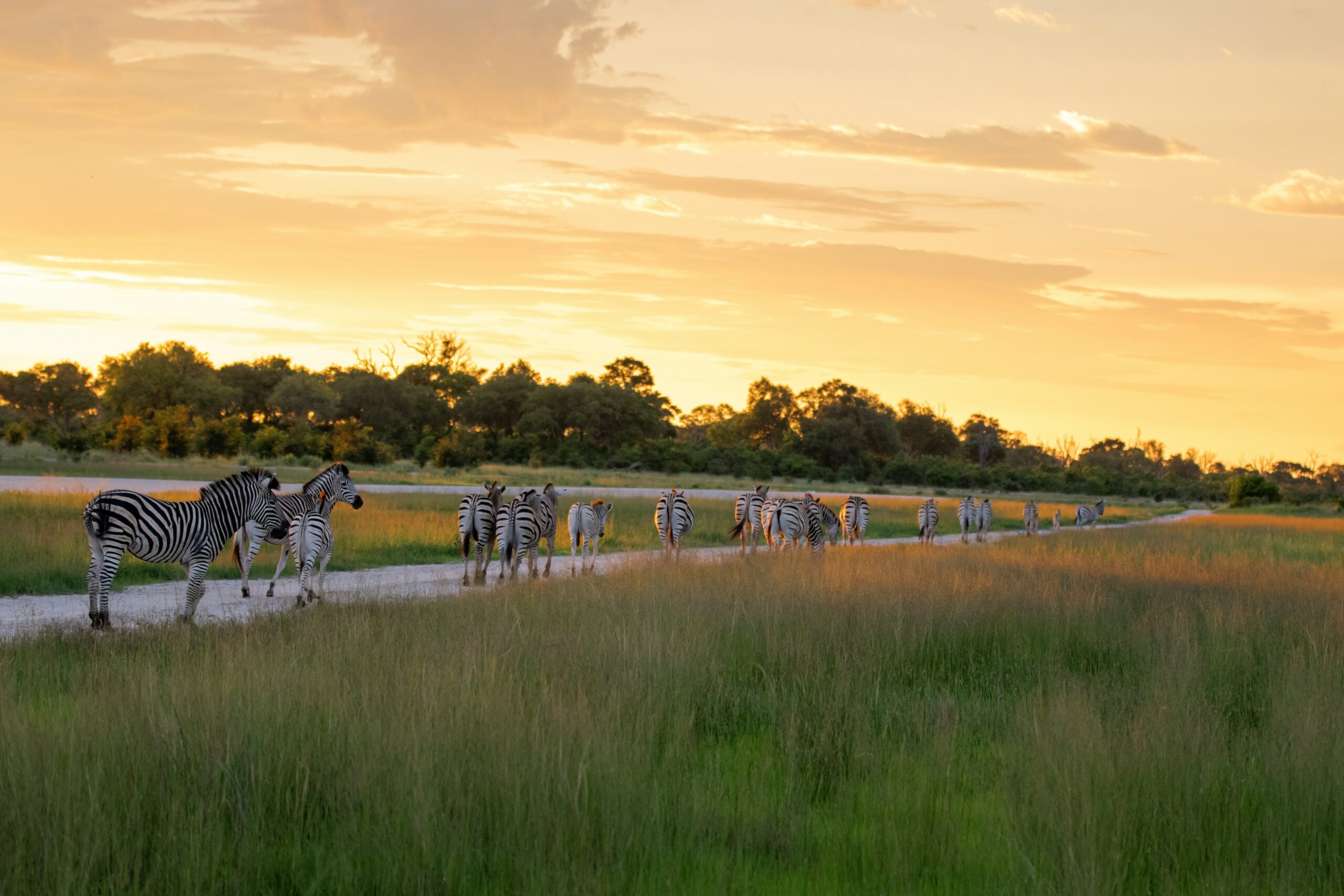 Maun — Maun scenic landscape travel