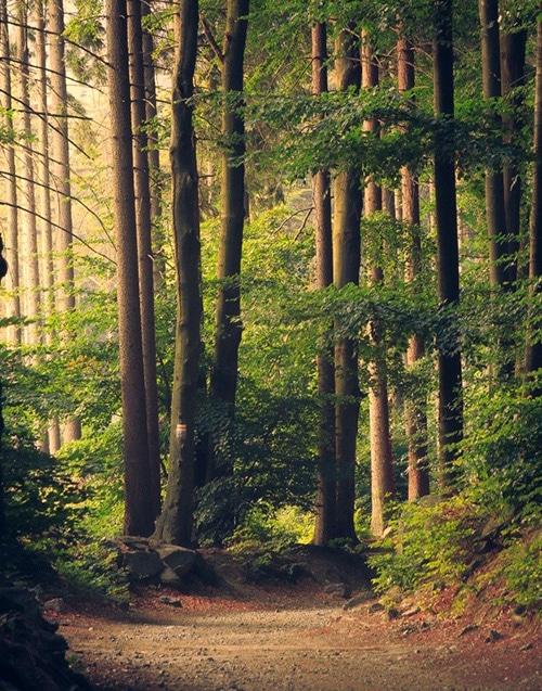 Luxembourg - Airport — Luxembourg - Airport campground nature