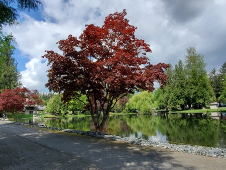 Point Roberts (USA) — Point Roberts (USA) campground nature