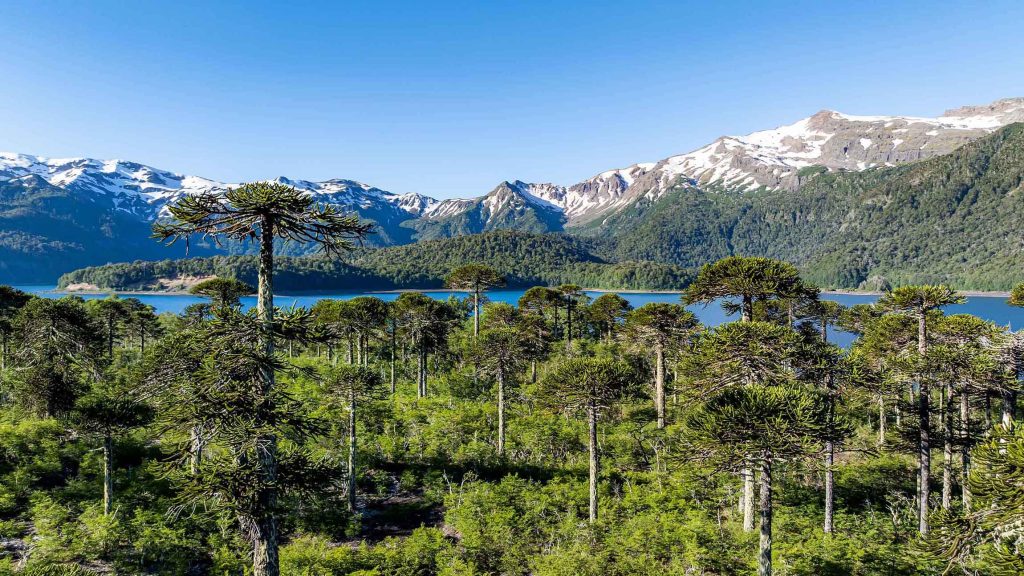 Chile — Chile campground nature