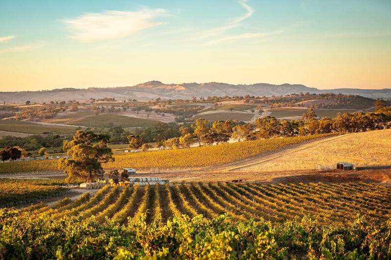 Lush vineyards in Adelaide's Barossa Valley, perfect for RV exploration