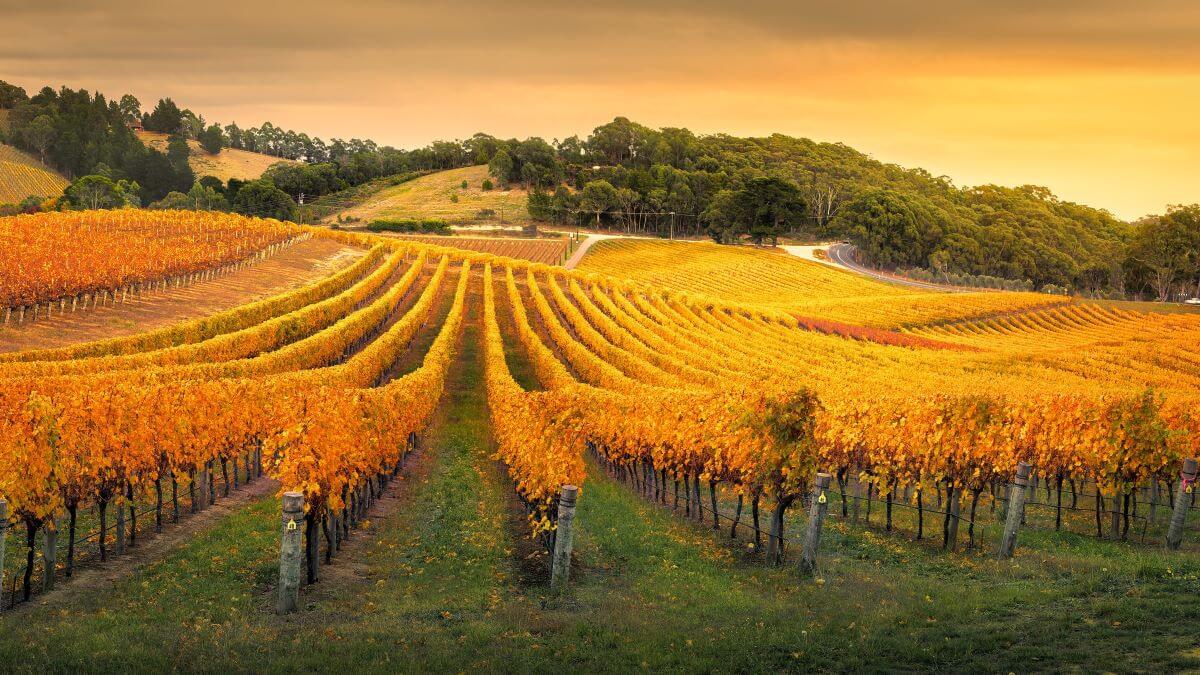 Scenic view from the Adelaide Hills overlooking the landscape