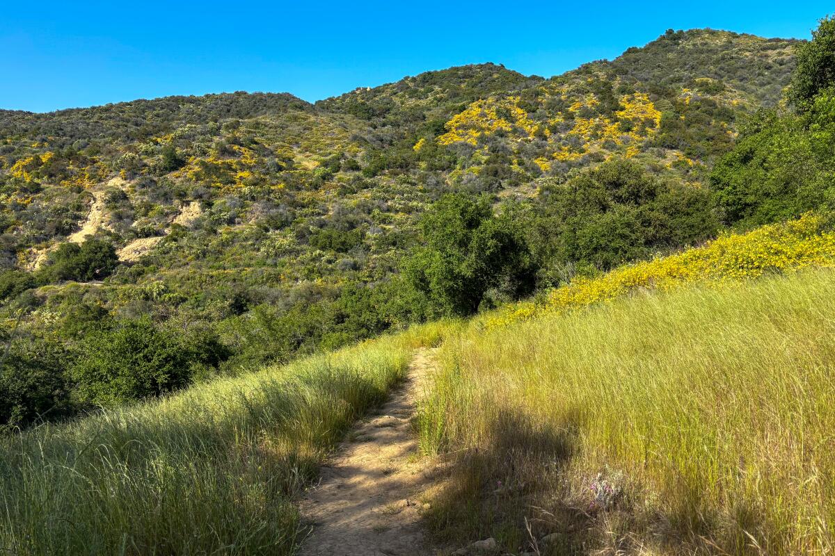 Los Angeles — Los Angeles campground nature