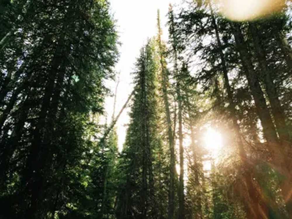 Gibsons — Gibsons campground nature